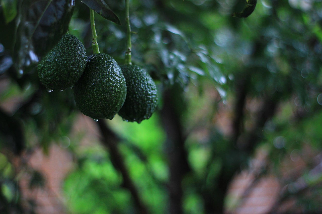 El auge de los cultivos subtropicales: uno de los negocios agrícolas más rentables de Europa